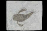 Eurypterus (Sea Scorpion) Fossil - New York #86785-1